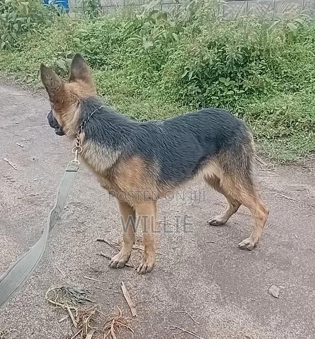 3-6 months Female Purebred German Shepherd - thumbnail 5