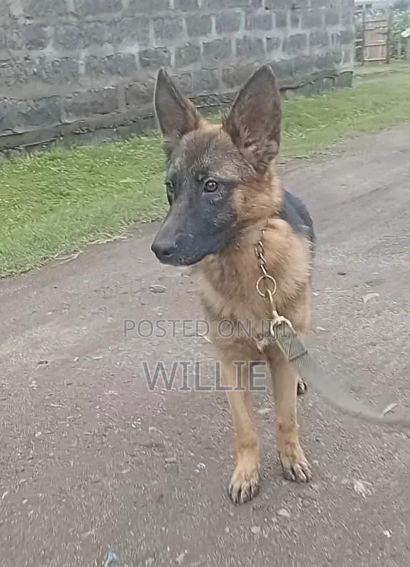 3-6 months Female Purebred German Shepherd - thumbnail 6