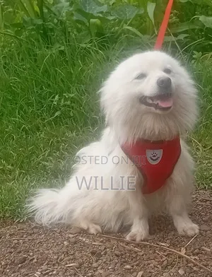 6-12 months Male Purebred Japanese Spitz