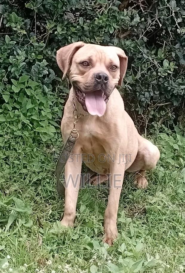 6-12 months Female Purebred Boerboel