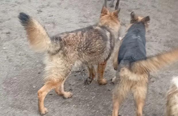 3-6 months Female Purebred German Shepherd