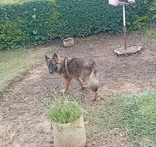3-6 months Female Purebred German Shepherd - thumbnail 2