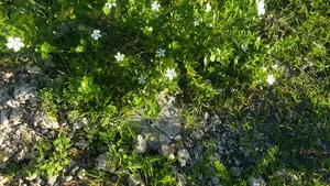 1 Acre Beachfront in Malindi, Watamu for Sale