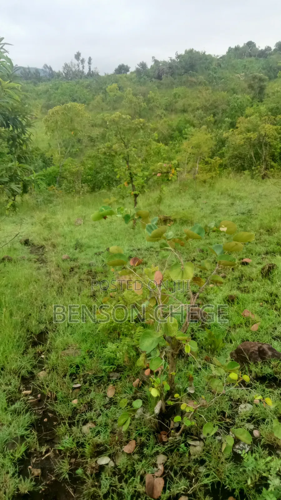 4 Acres of Land for Sale in Maragua Ridge