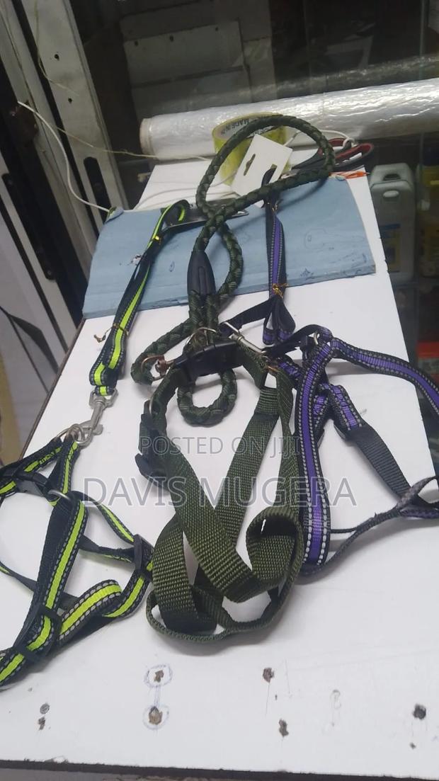 Hands Free Design Dog Harness and Leash Free Collar