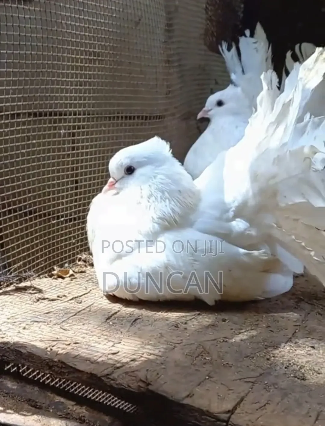 Fantail Pigeons
