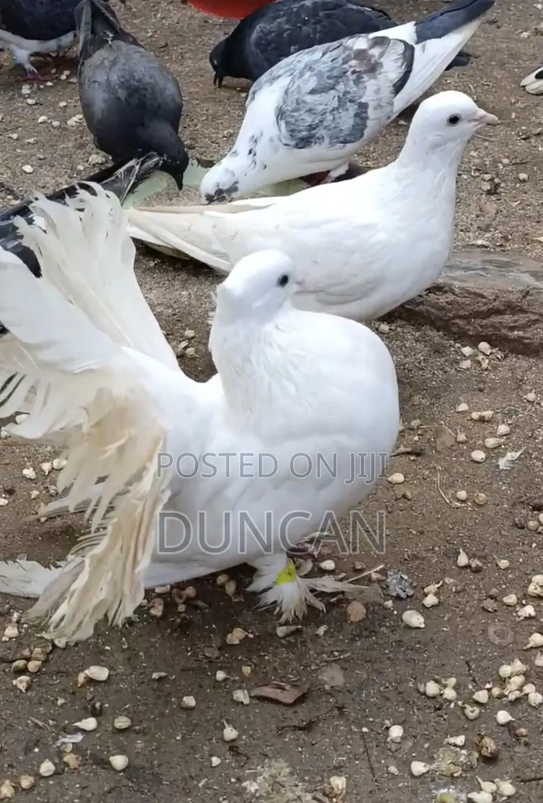 Fantail Pigeons