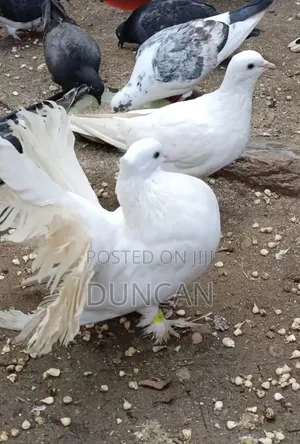 Fantail Pigeons