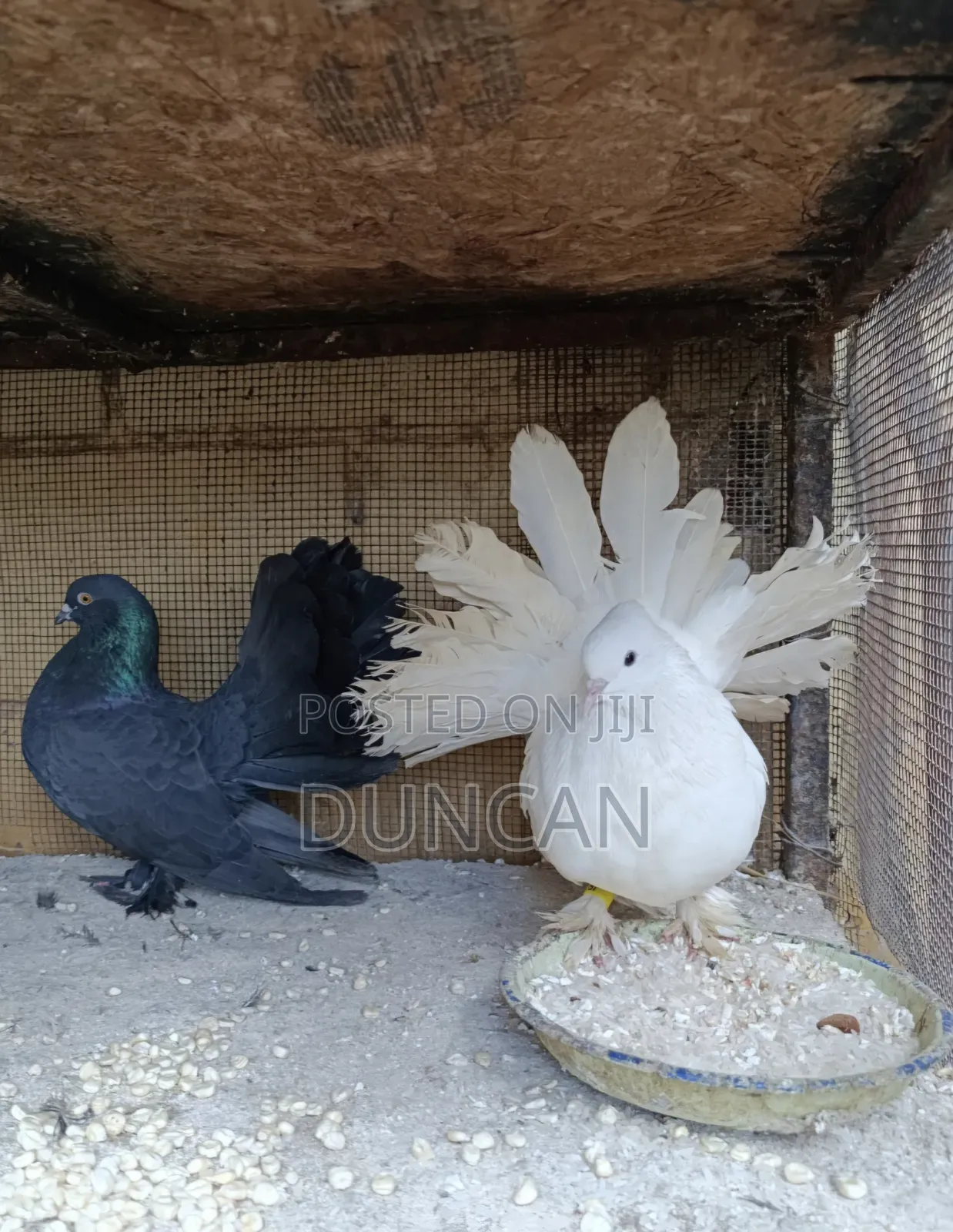 Fantail Pigeons