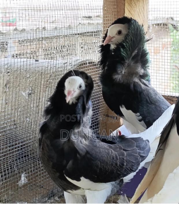 Capuchin Pigeon - main view