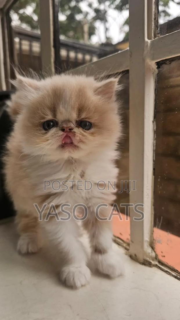 1-3 months Female Purebred Persian