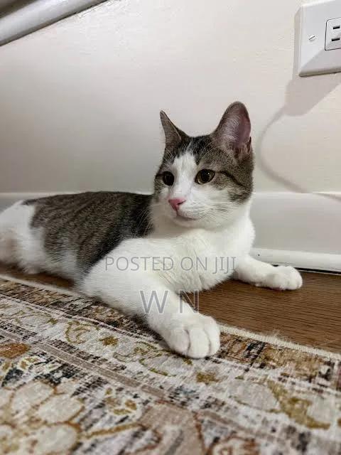 1-3 months Male Purebred American Shorthair - thumbnail 6