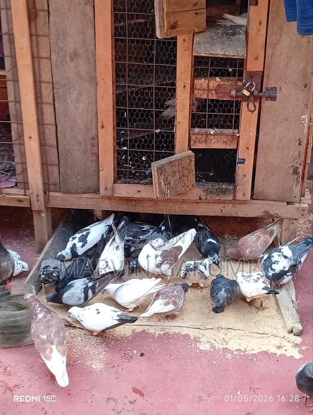 Homing Pigeons