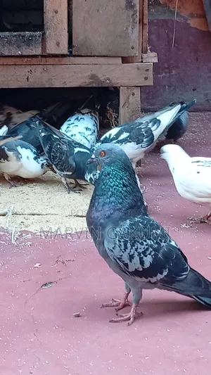 Homing Pigeons