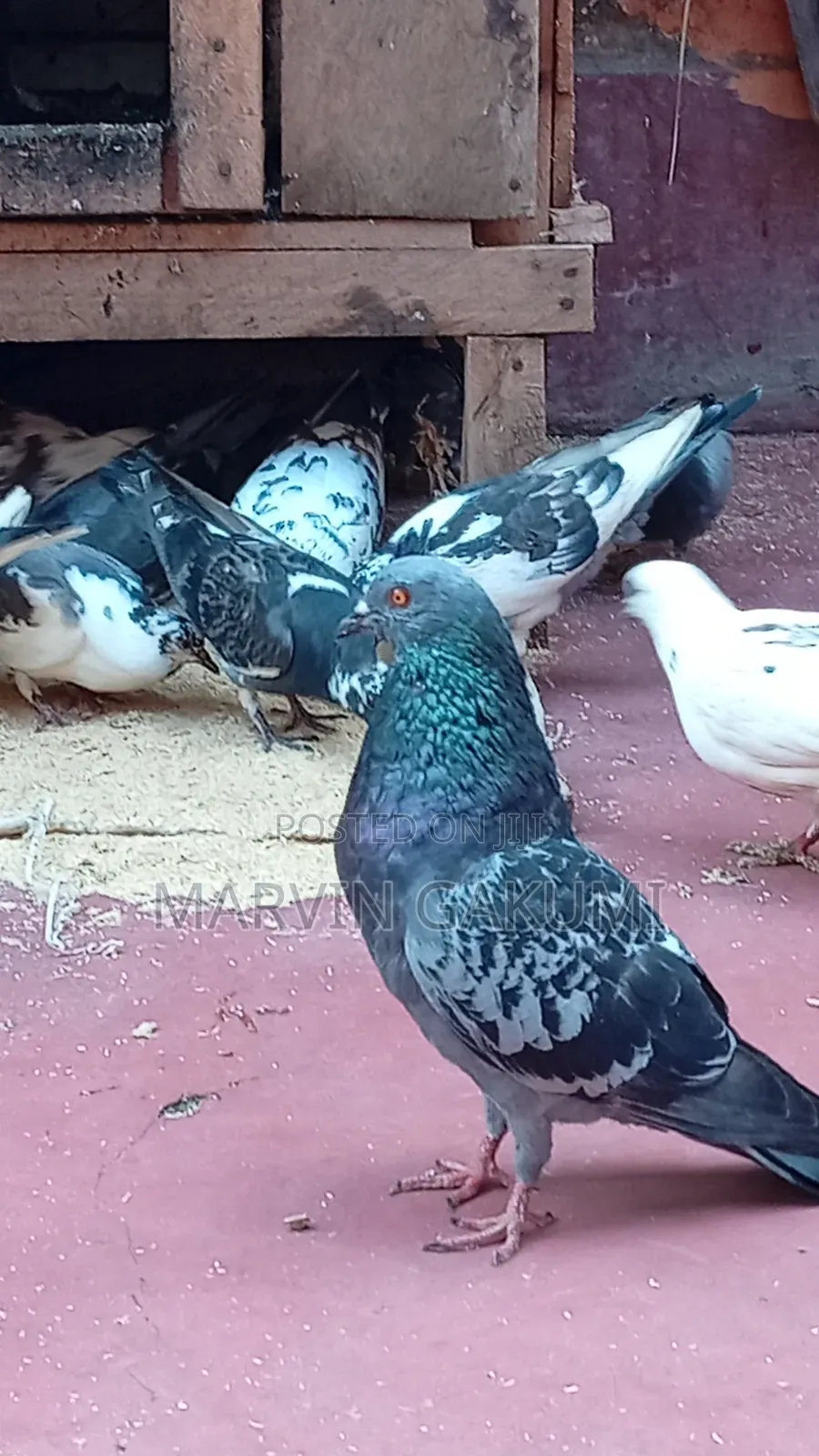 Homing Pigeons