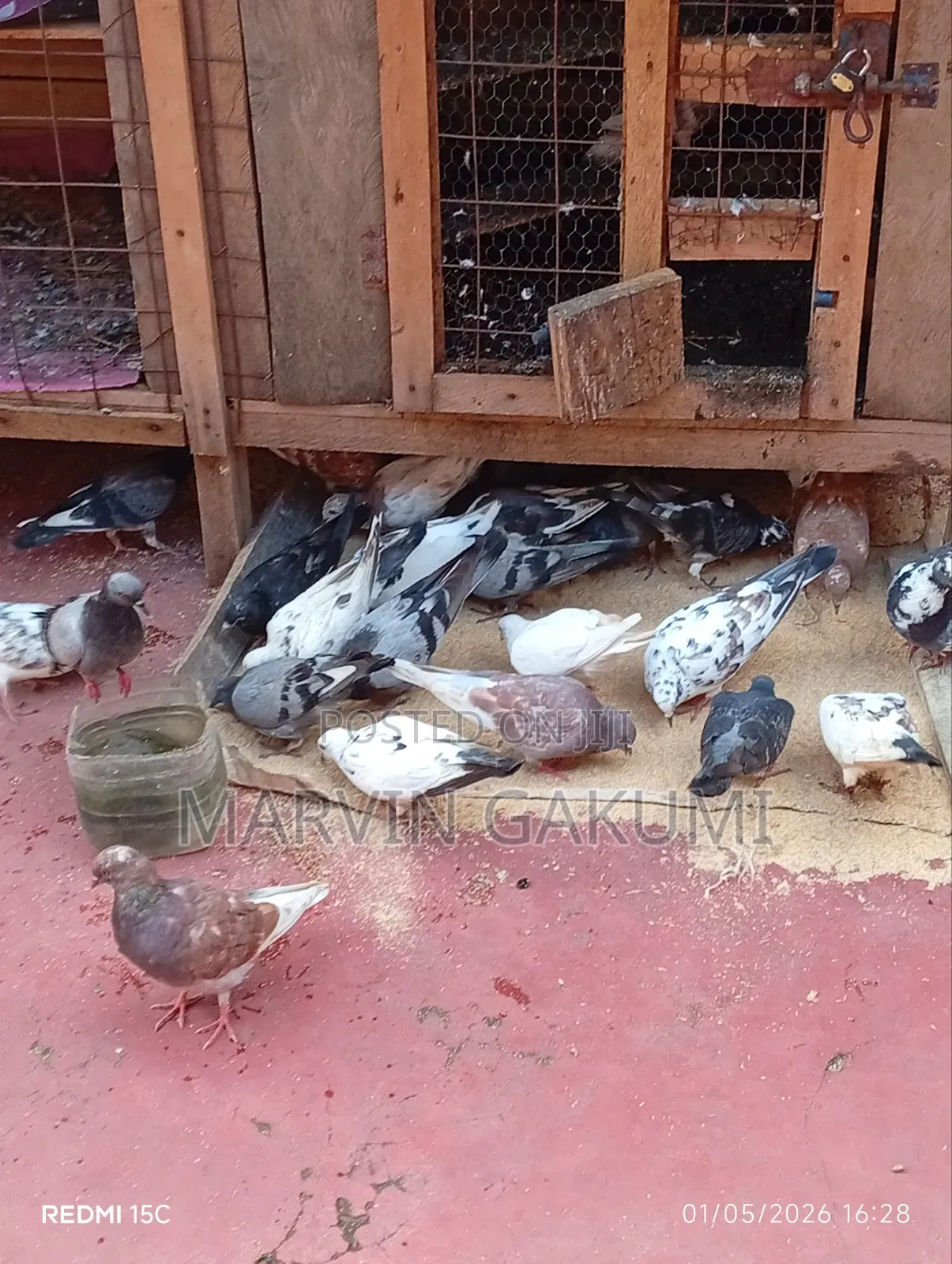 Homing Pigeons