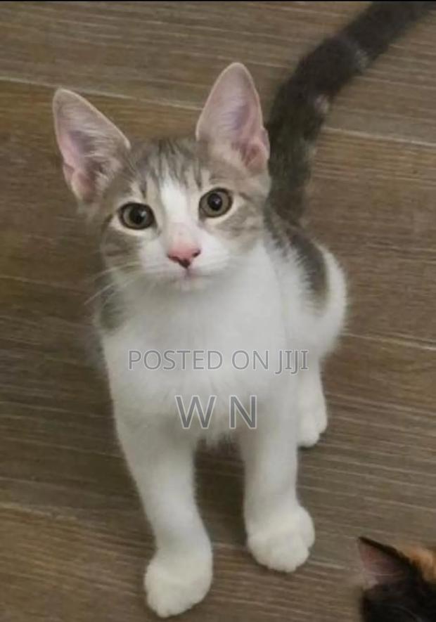 1-3 months Male Purebred American Shorthair - main view