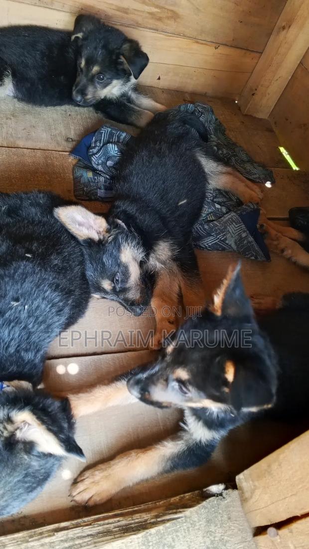 3-6 months Female Purebred German Shepherd