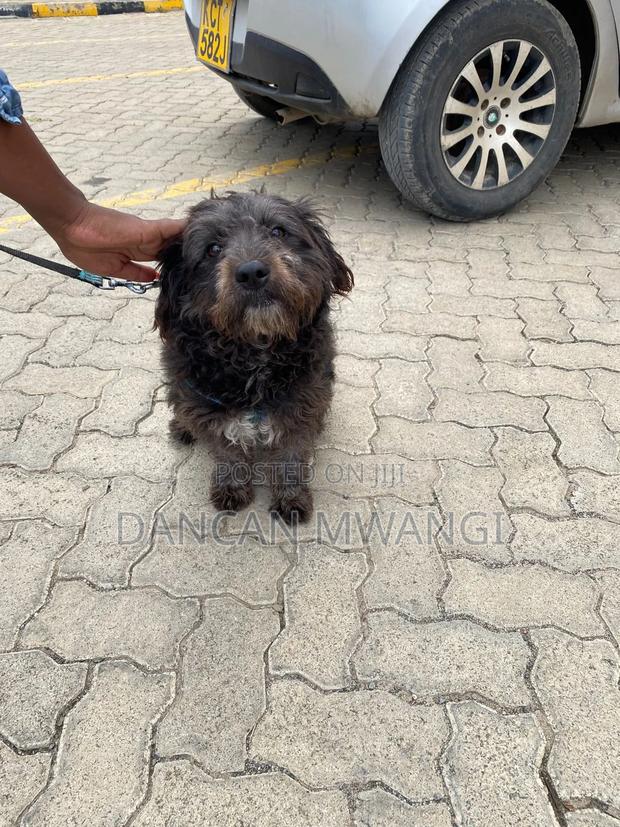 6-12 months Male Mixed Breed Goldendoodle
