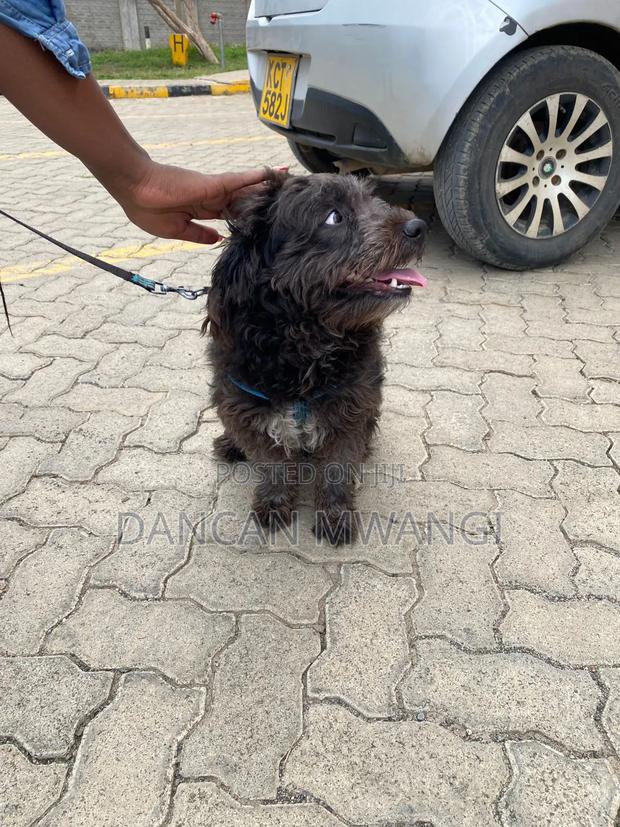 6-12 months Male Mixed Breed Goldendoodle - thumbnail 2