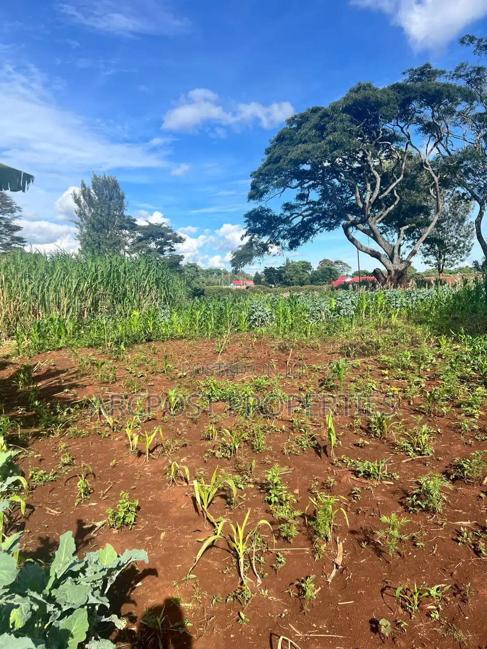 Prime 50x100 Plots for Sale in Kingongo Nyeri Near Highway