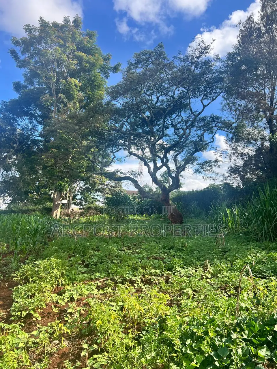 Prime Half an Acre for Sale in Kingongo Nyeri Near Highway