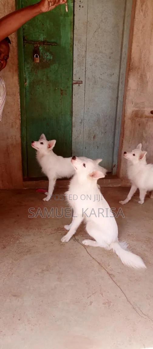 3-6 months Male Purebred Japanese Spitz