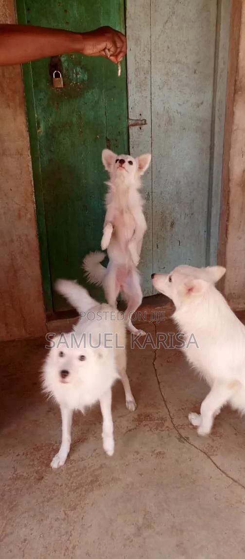 3-6 months Male Purebred Japanese Spitz - thumbnail 2