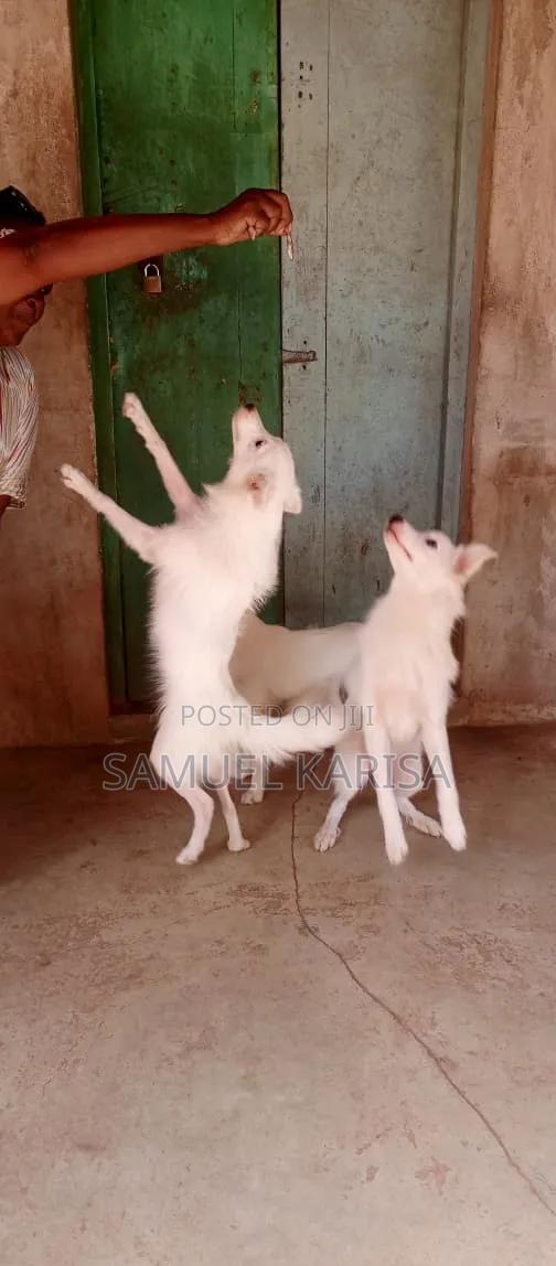 3-6 months Male Purebred Japanese Spitz - thumbnail 3