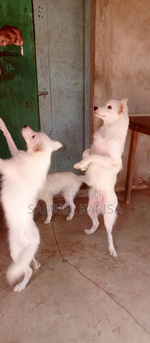 3-6 months Male Purebred Japanese Spitz - thumbnail 4
