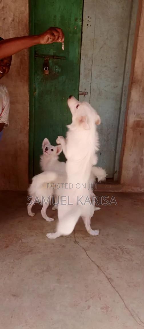 3-6 months Male Purebred Japanese Spitz - thumbnail 5