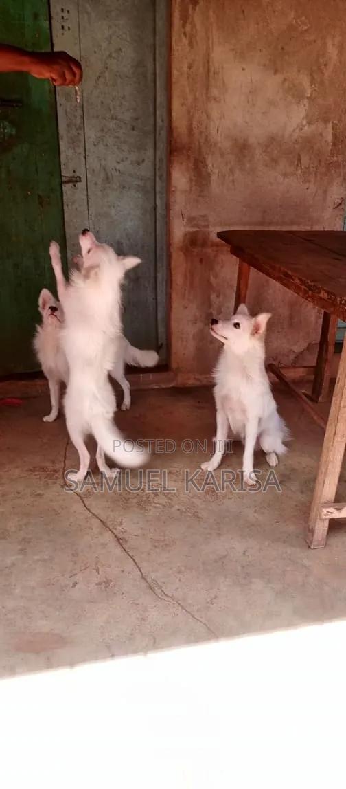3-6 months Male Purebred Japanese Spitz - thumbnail 6