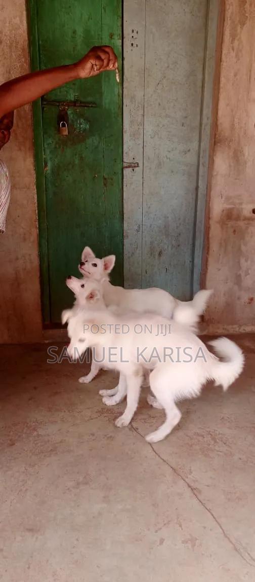 3-6 months Male Purebred Japanese Spitz - thumbnail 7