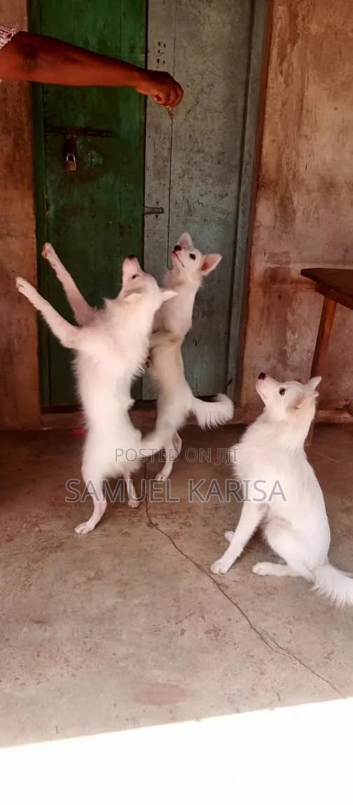 3-6 months Male Purebred Japanese Spitz - thumbnail 8