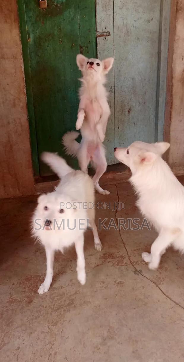 3-6 months Male Purebred Japanese Spitz - thumbnail 9