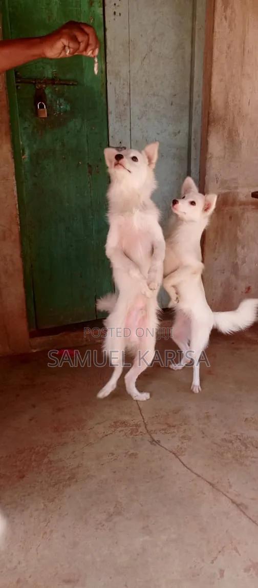 3-6 months Male Purebred Japanese Spitz - thumbnail 10