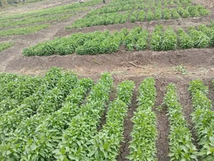 Redthunder Chillies Seedlings(10000pieces)