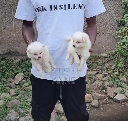 1-3 months Male Purebred Maltese