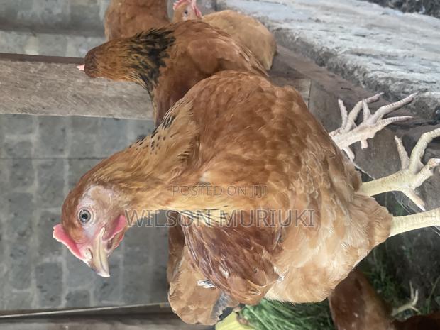 Chickens for Sale