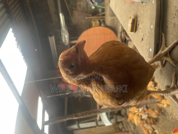 Chickens for Sale - thumbnail 2