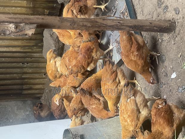 Chickens for Sale - thumbnail 3