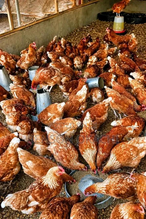 Layers Chicken for Sell