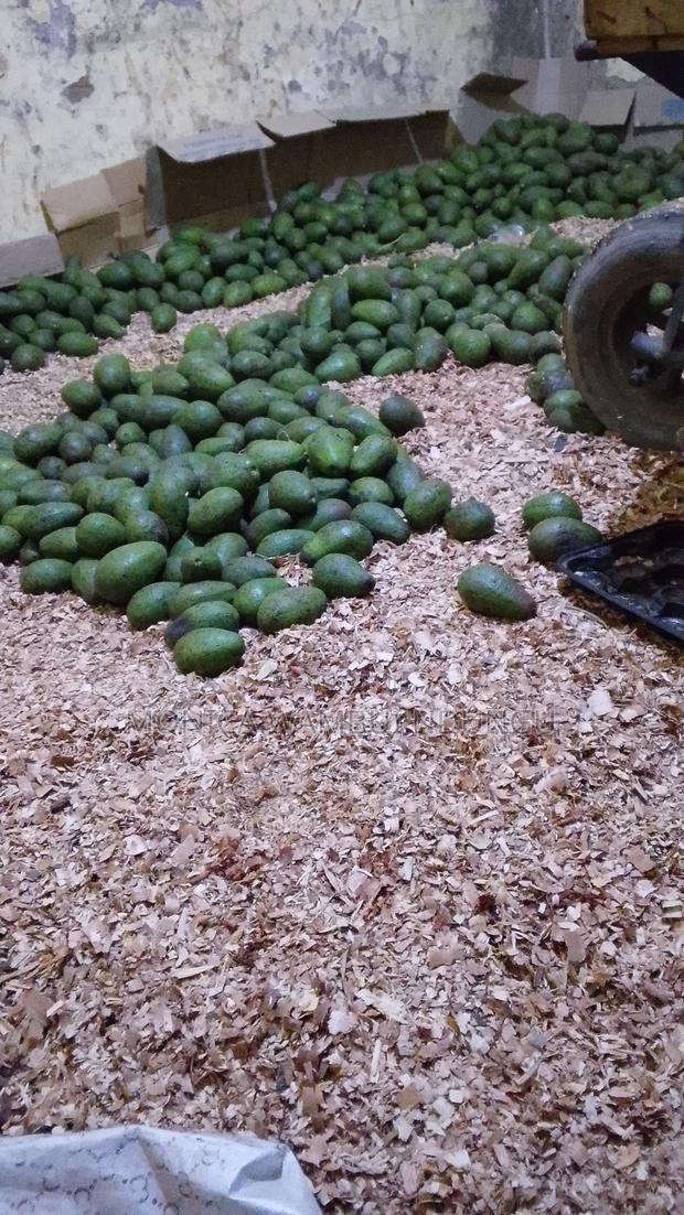 Selling Avocados Ripe and Unriped - thumbnail 2