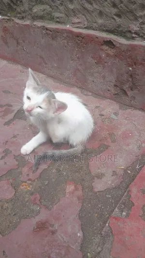 1-3 months Female Purebred American Shorthair