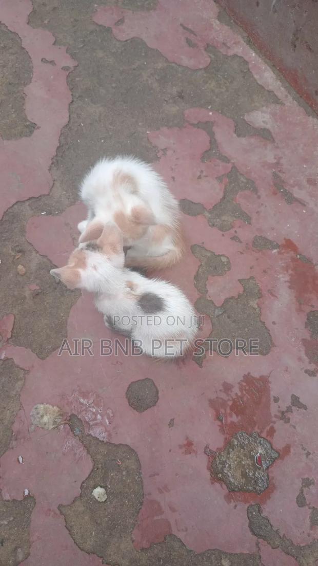 1-3 months Female Purebred American Shorthair