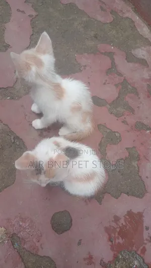 1-3 months Female Purebred American Shorthair
