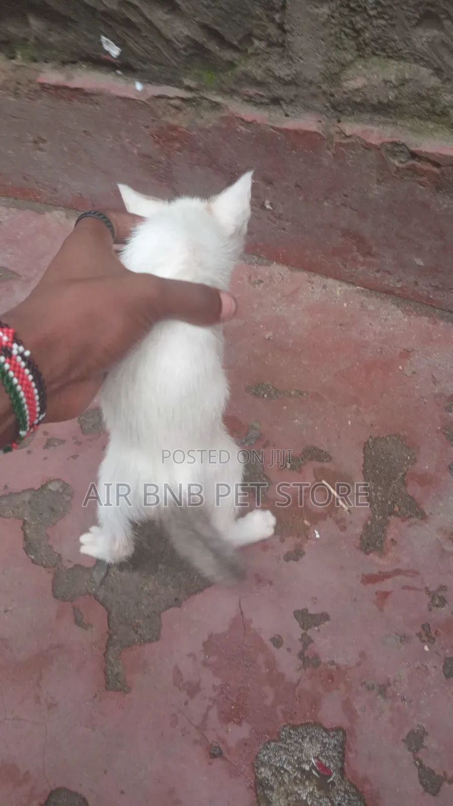 1-3 months Female Purebred American Shorthair