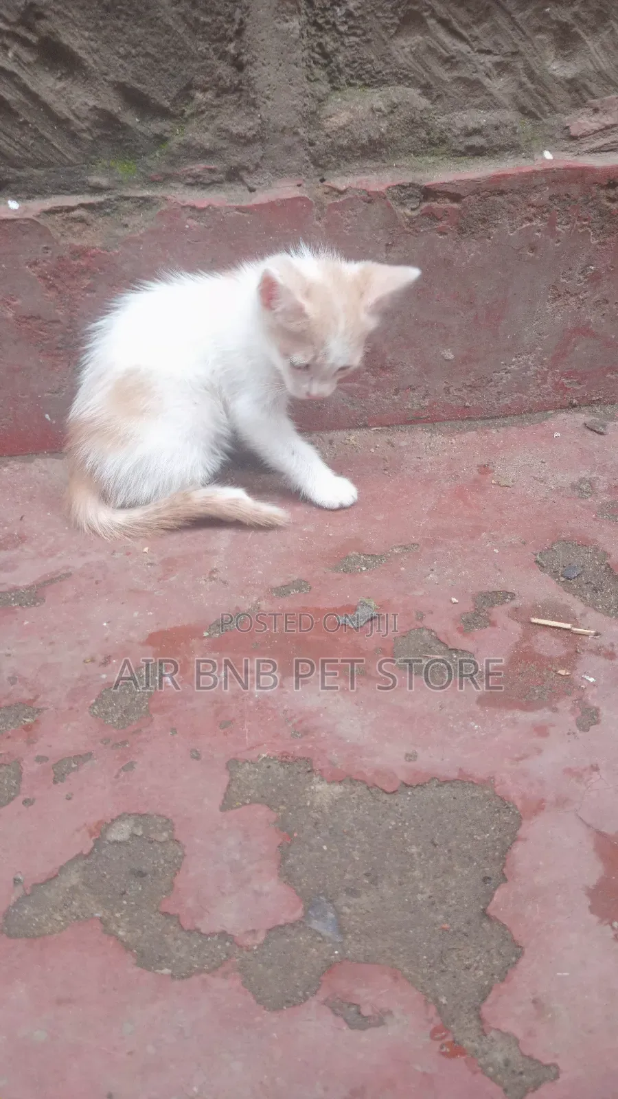 1-3 months Female Purebred American Shorthair