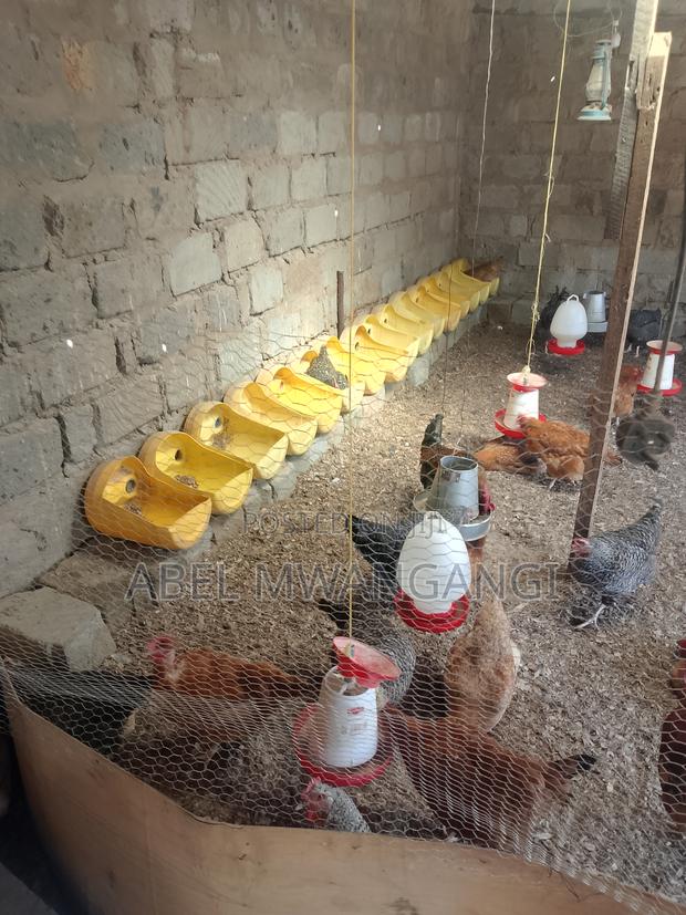Chicken Manure