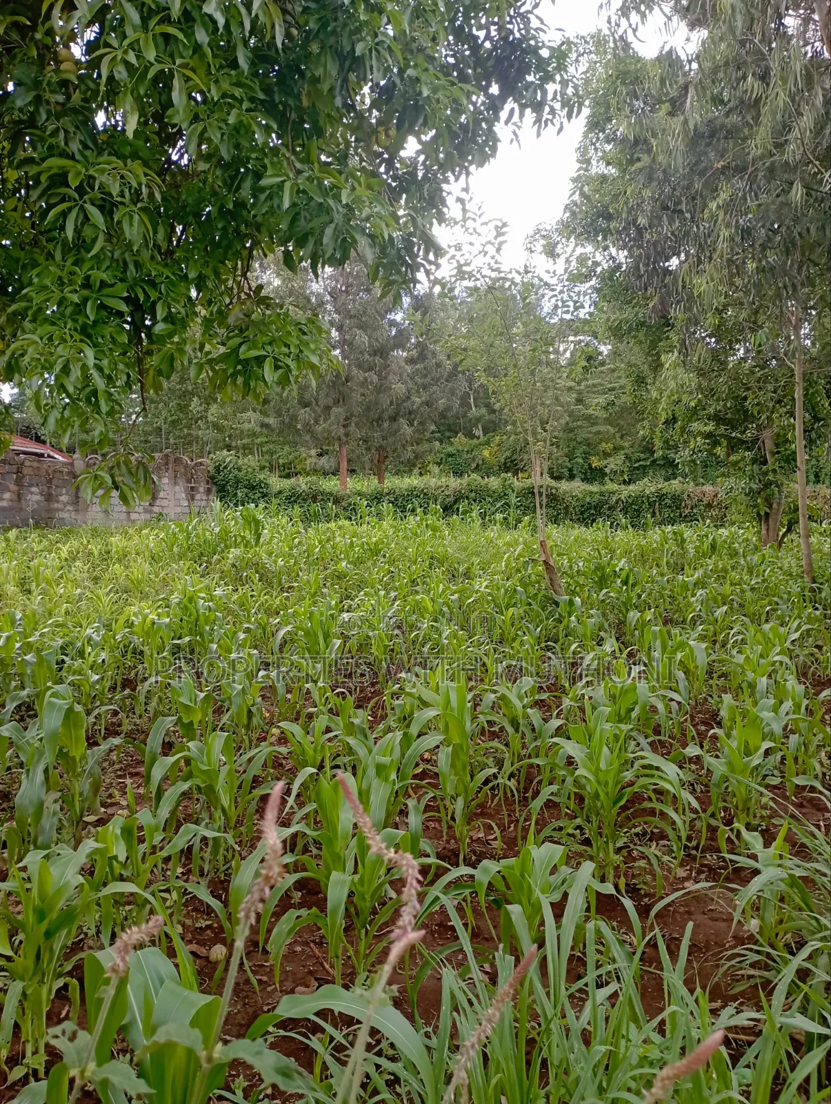 100×100 Plot for Sale in Kibiko, Ngong.